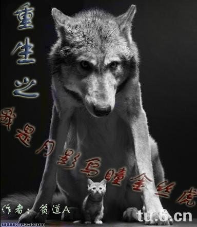 《重生之我是月影乌瞳金丝虎》