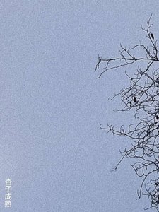 《杏子成熟》